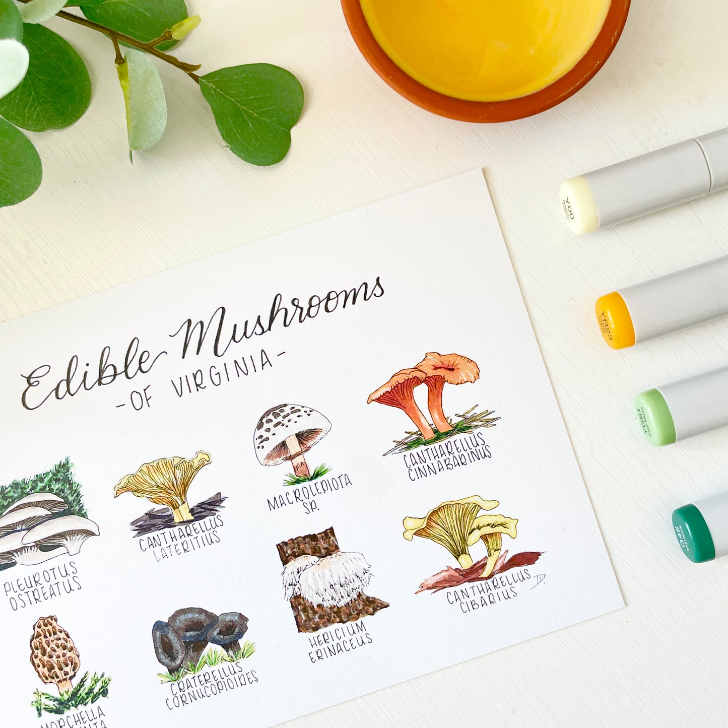 Edible Mushrooms of Virginia | Recycled Cardstock Print