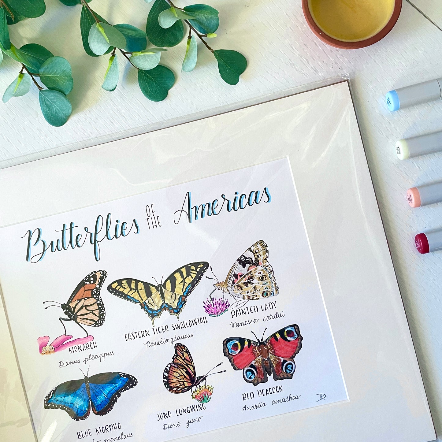 Butterflies of the Americas | 8x10 ORIGINAL with 11x14 Mat