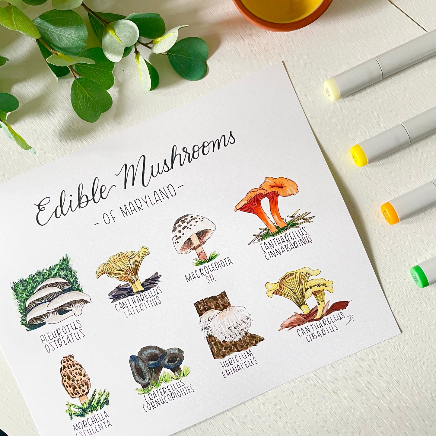 Edible Mushrooms of Maryland | Recycled Cardstock Print