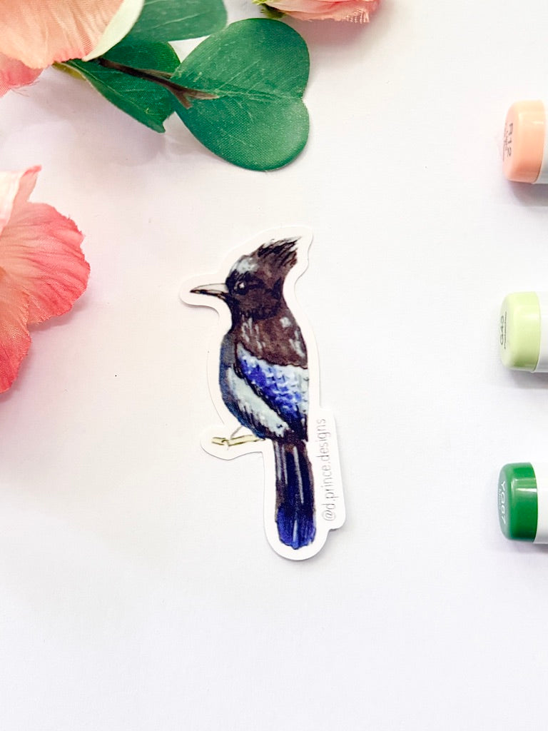Hand-Illustrated Stellar Jay | 2" Vinyl Sticker