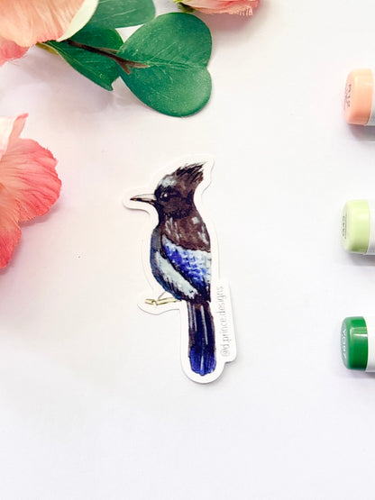 Hand-Illustrated Stellar Jay | 2" Vinyl Sticker