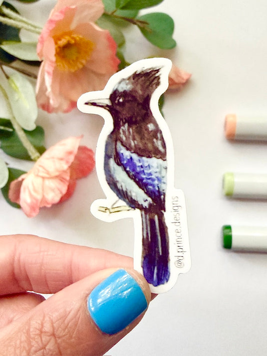 Hand-Illustrated Stellar Jay | 2" Vinyl Sticker