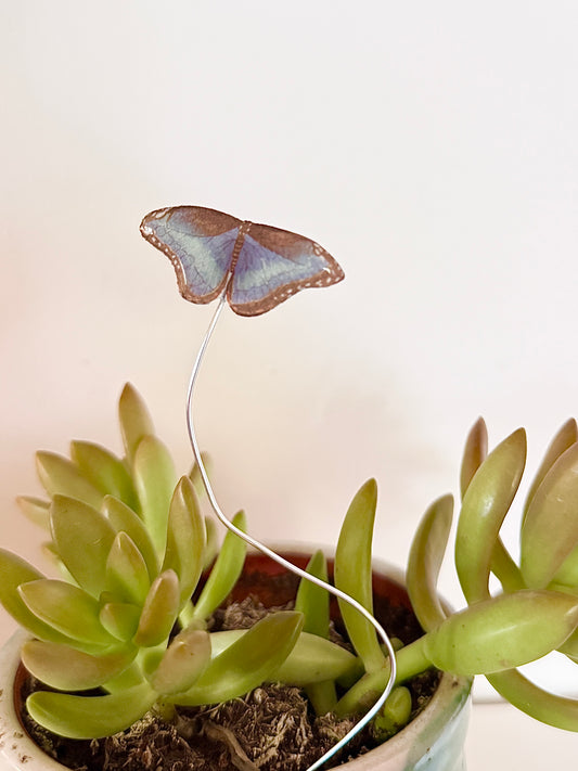 Blue Morpho Butterfly Plant Buddy