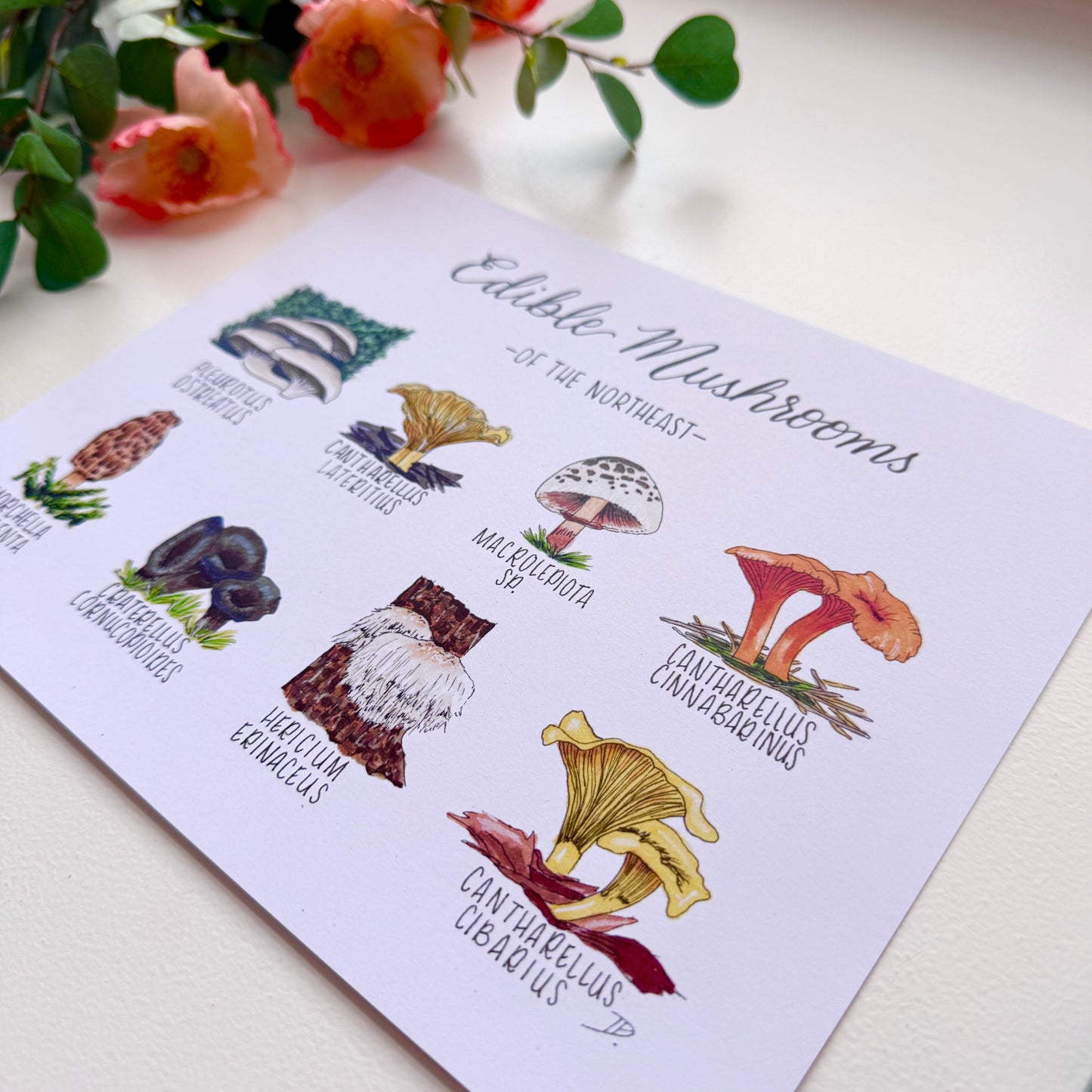 Edible Mushrooms of the Northeast | Recycled Cardstock Print