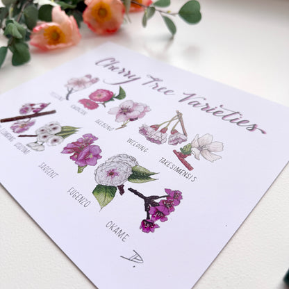 Cherry Blossom Varieties | Recycled Cardstock Print