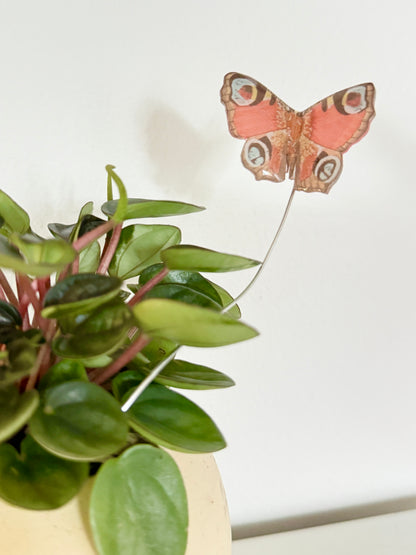 Red Peacock Butterfly Plant Buddy