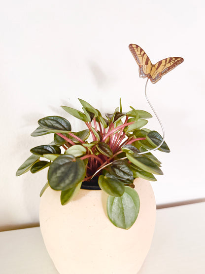 Eastern Tiger Swallowtail Plant Buddy