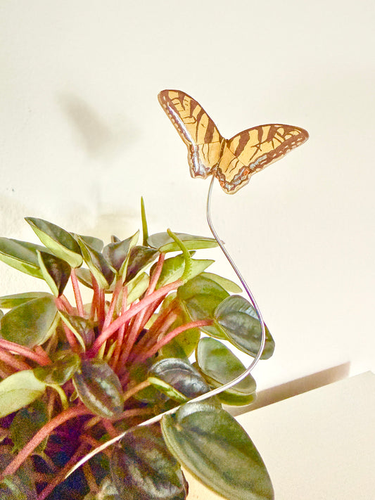 Eastern Tiger Swallowtail Plant Buddy