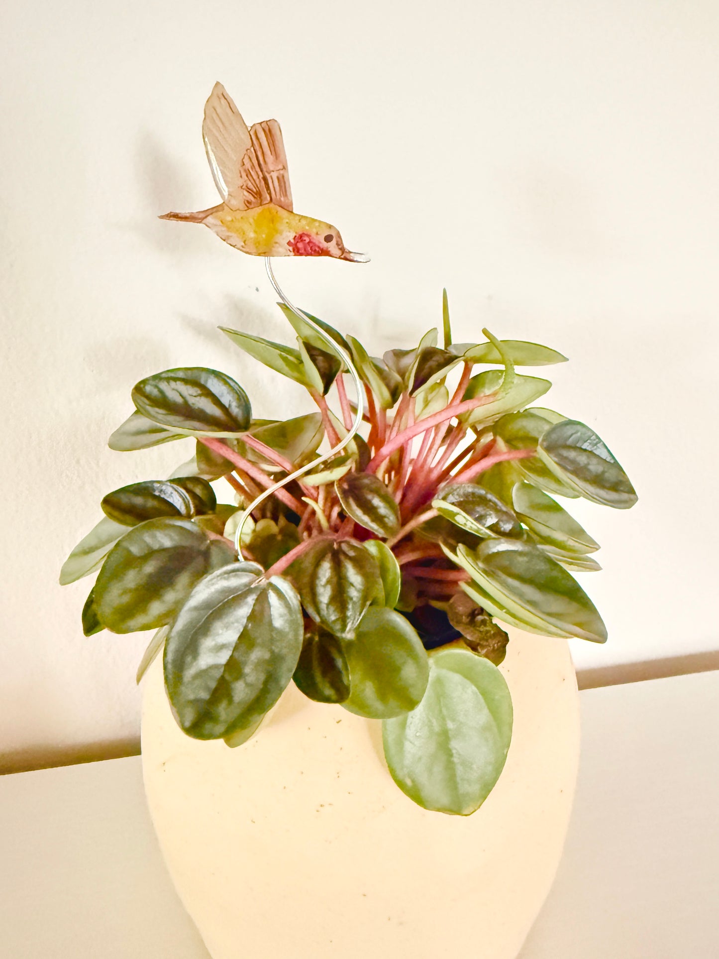 Hummingbird Plant Buddy