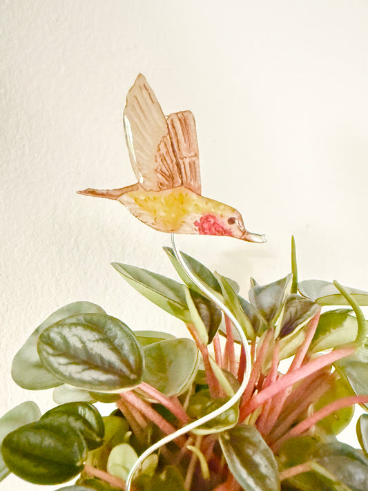 Hummingbird Plant Buddy